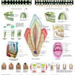La-dentadura