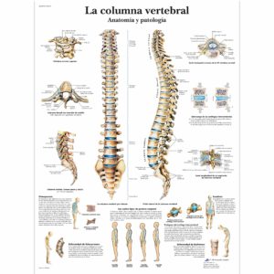 VR3152UU_01_3200_3200_La-columna-vertebral-Anatomia-y-patologia